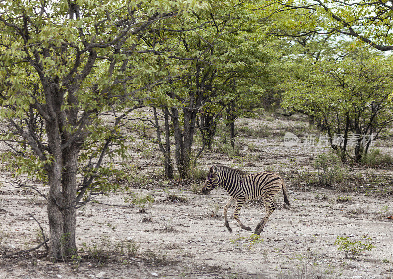 驰骋的波切尔斑马驹，Etosha n.p.，纳米比亚，非洲